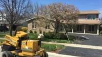 Tree Shaping Services