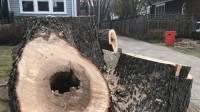 Tree Removal