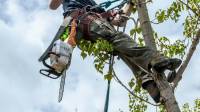 Tree Trimming and Tree Pruning